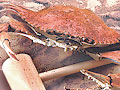 Steamed, seasoned hard crabs from CrabPlace.com