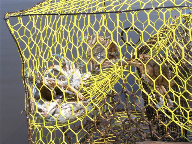 Crabs in Net