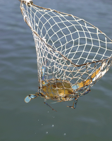 caught crab