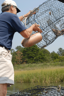 tossing crab pot